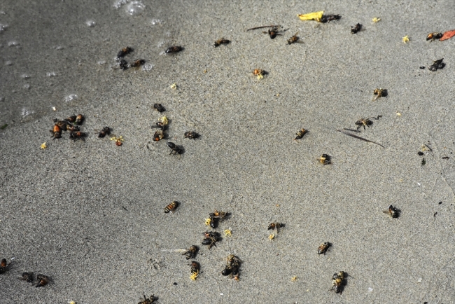 Muğla'da sahile ölü arılar vurdu